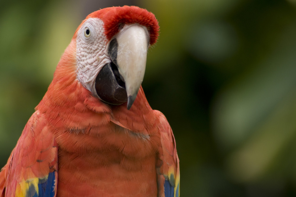 Papagaj se posle bega od kuće dugog četiri godine vratio vlasniku i šokirao ga onim što je IZGOVORIO!