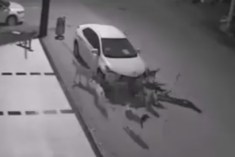 Psi iz zabave rasturili automobil! (VIDEO)