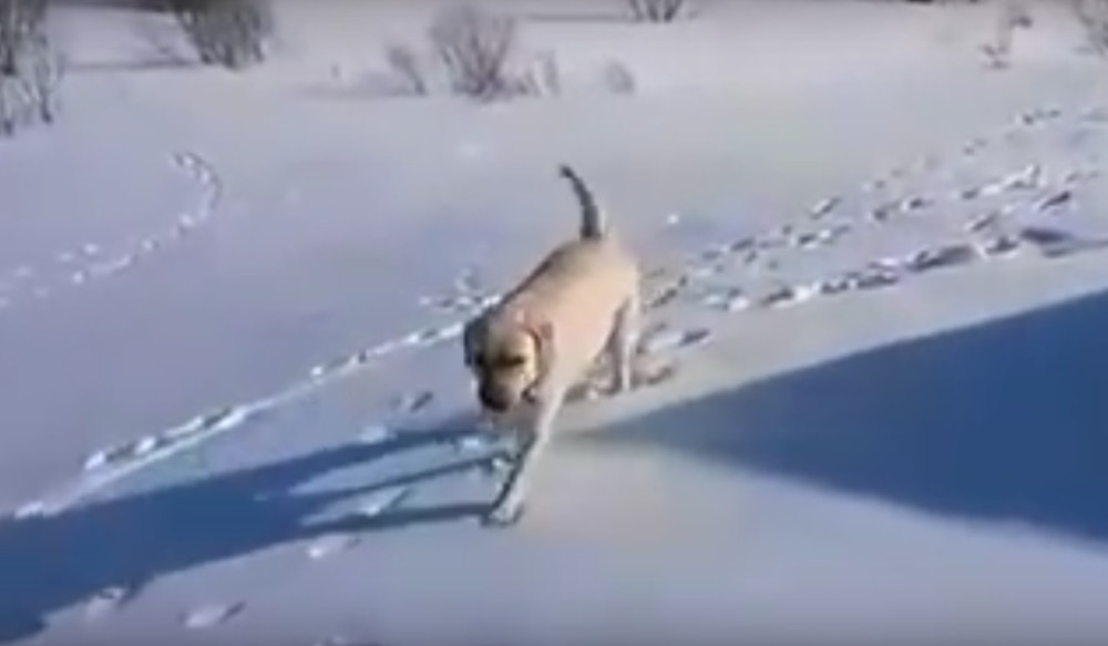 Ovaj labrador baš zna da uživa! (VIDEO)