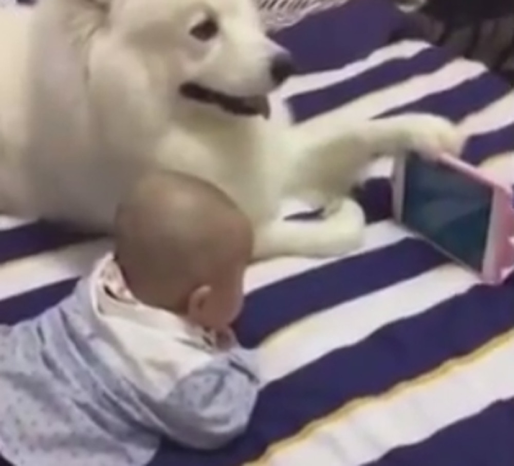 Pas pomaže bebi da gleda crtaće (VIDEO)