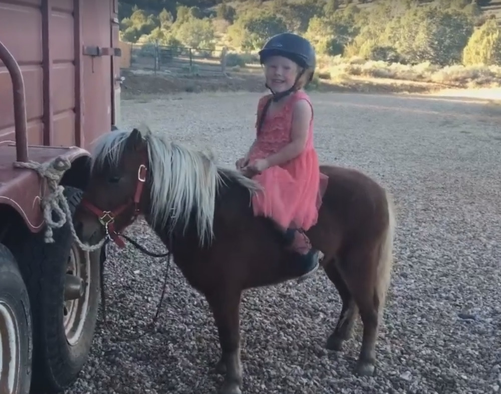 Upornost ove curice će vas oduševiti (VIDEO)