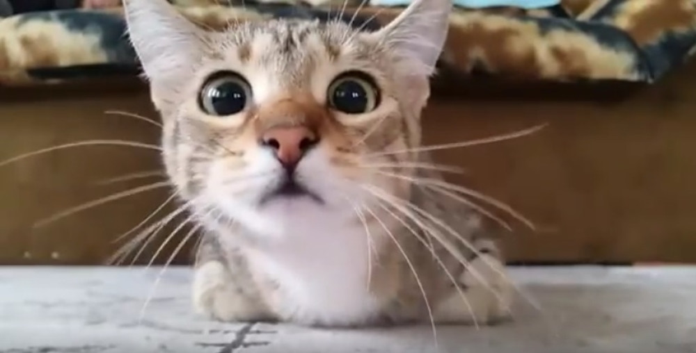 Svirepo ubili tri mačeta! (UZNEMIRUJUĆI FOTO)