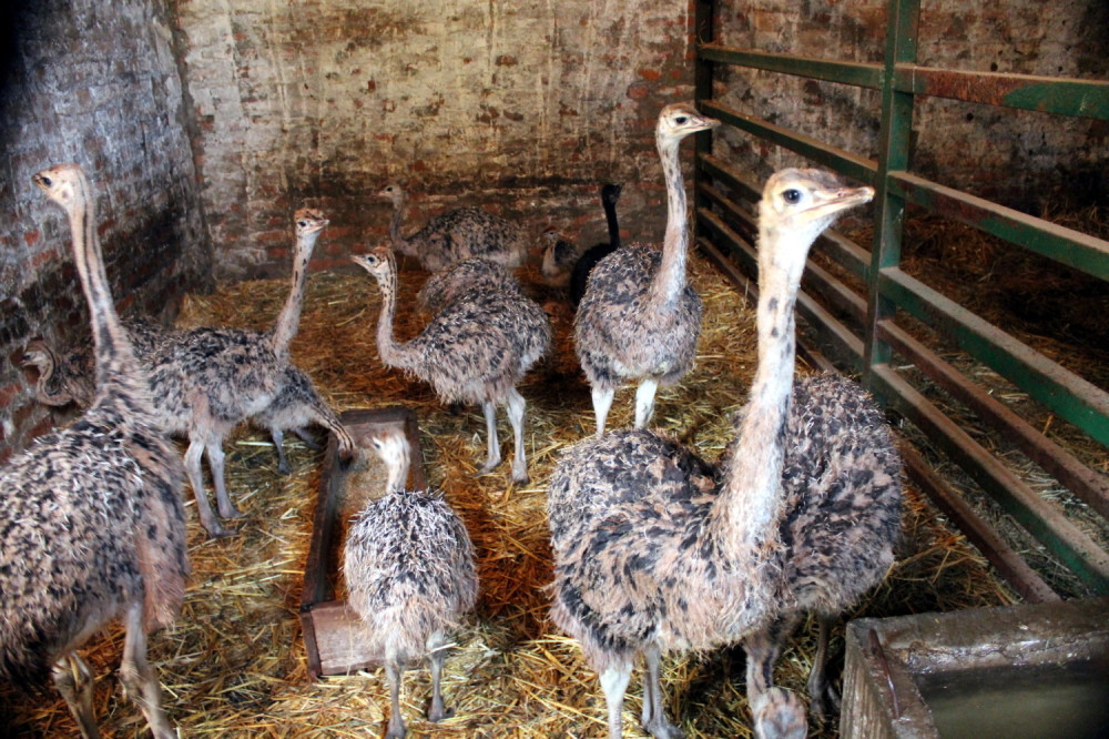 Nojići se naselili u Jagodini