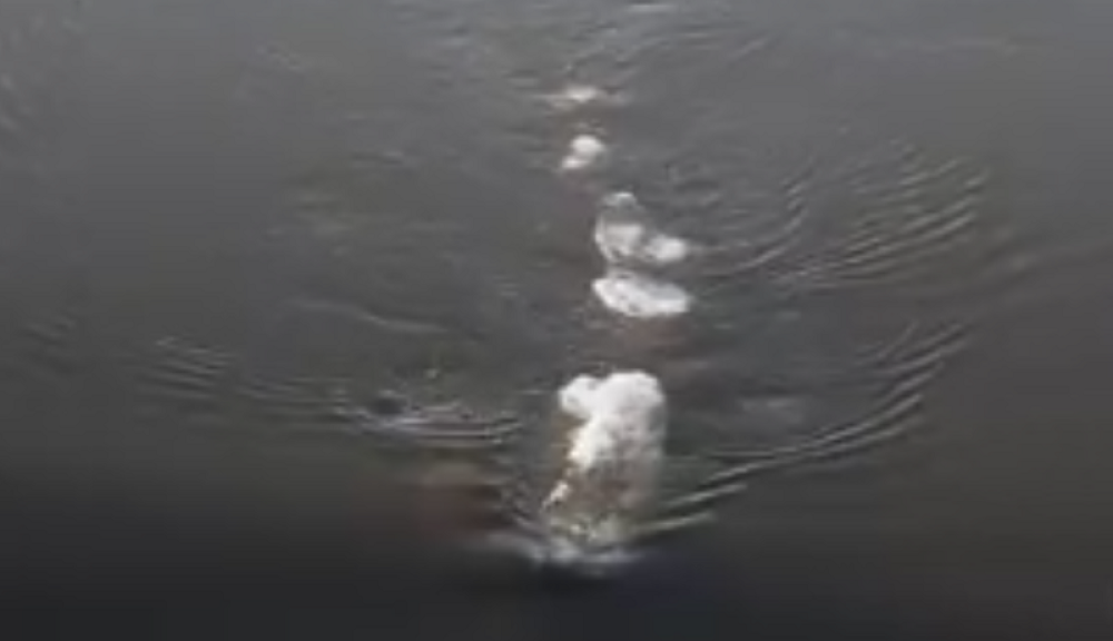 Na Aljasci snimljeno čudovište! (VIDEO)