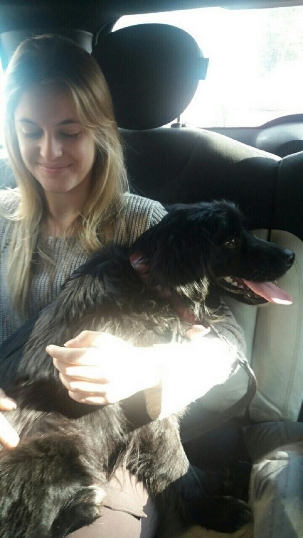 Udomljen pas koji je vezan za drvo ostavljen da ugine!