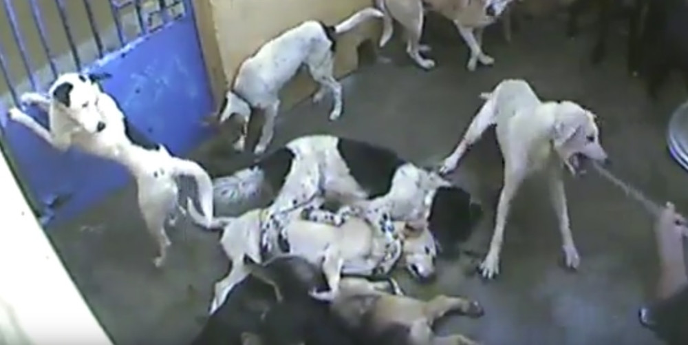 Stravični snimak razbesneo ljubitelje životinja (UZNEMIRUJUĆI video)