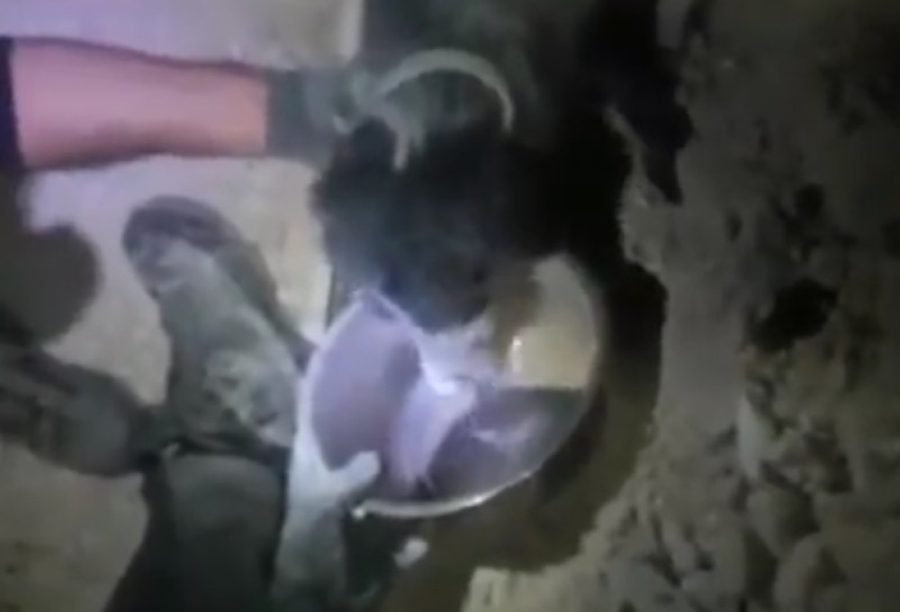 Ovaj psić je preživeo rušenje zgrade (VIDEO)