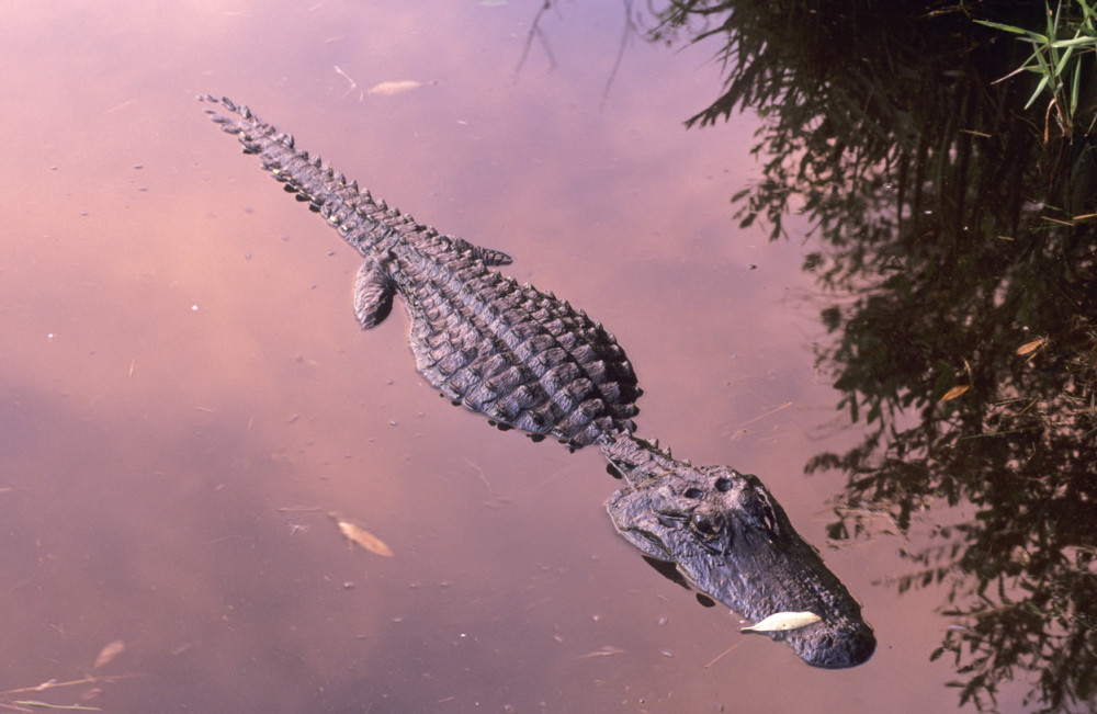 Izujedao je krokodil u bazenu! (VIDEO)