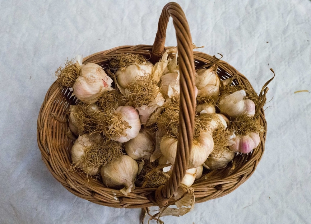 Proklijali beli luk leči opake bolesti!