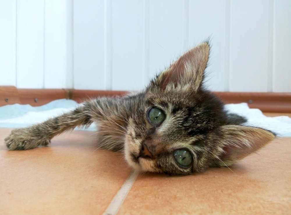 Izbo mačku šipkom, a pištoljem krenuo na komšije!