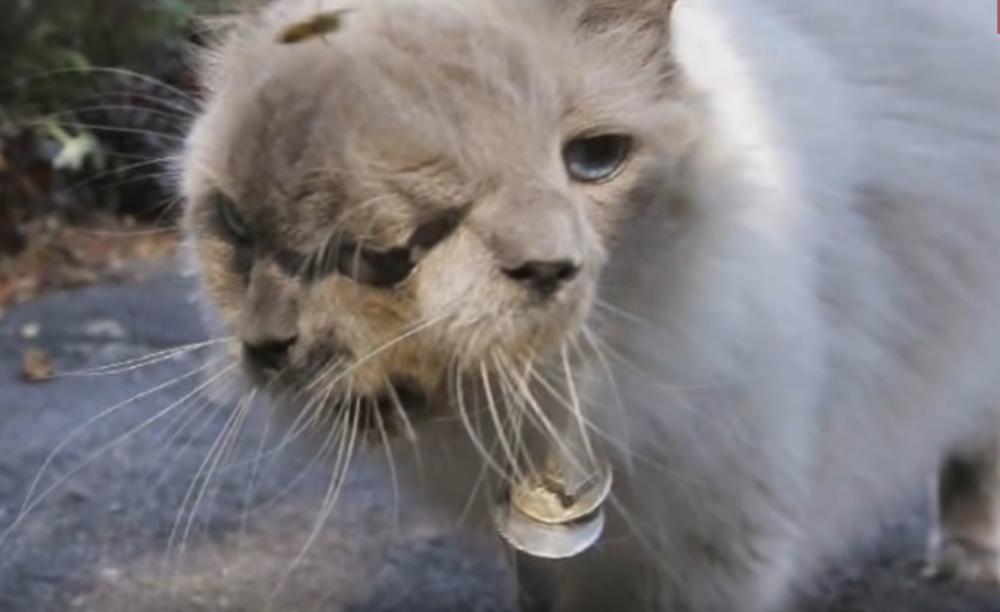 Dvoglava čudovišta koja su šokirala svet! (VIDEO)