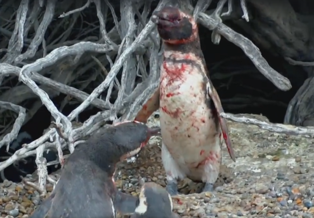 Pingvini se zbog ženke tukli do krvi! (VIDEO)