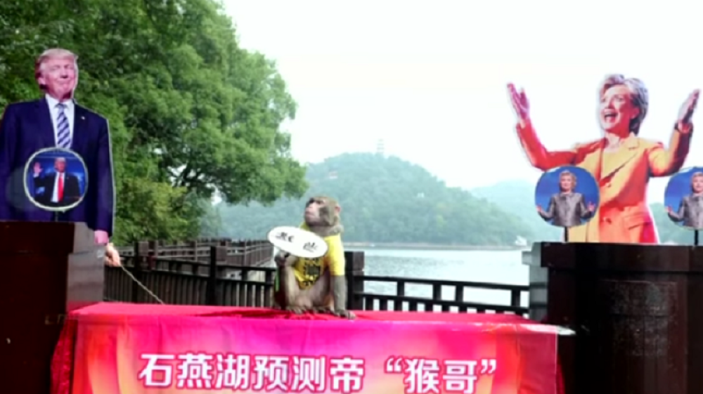 Kineski vidoviti majmun otkrio ko će biti predsednik SAD! (VIDEO)