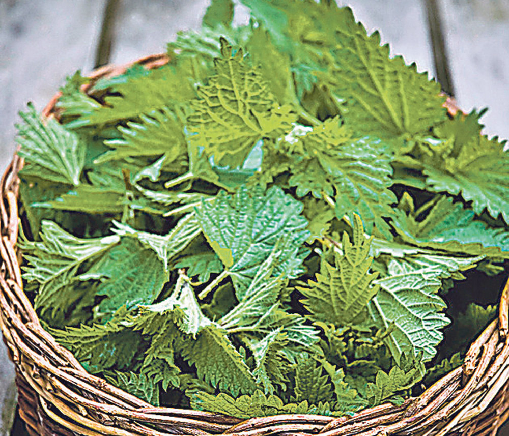 Konzumirajte koprivu i rešićete problem