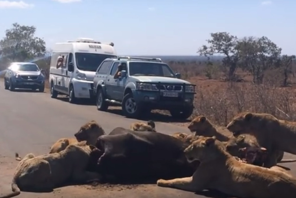 Lavovi zbog ručka napravili saobraćajni haos! (VIDEO)