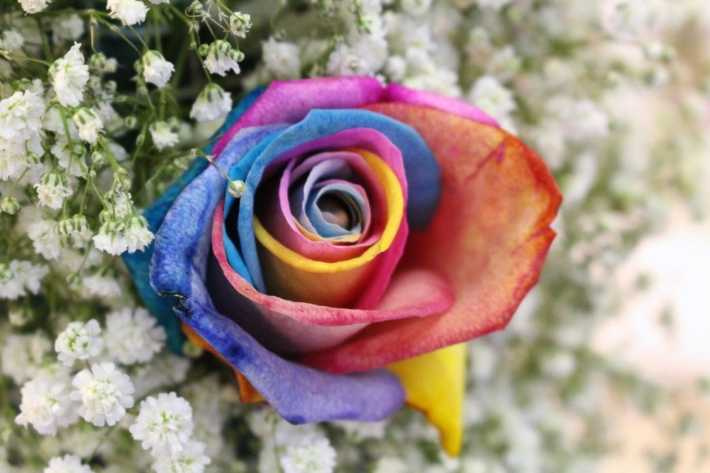 Festival "Merlinka" počinje 8. decembra!