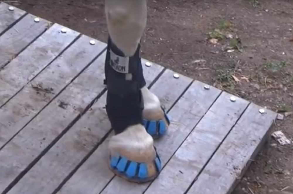 Pojavile se "patike" za konje! (VIDEO)