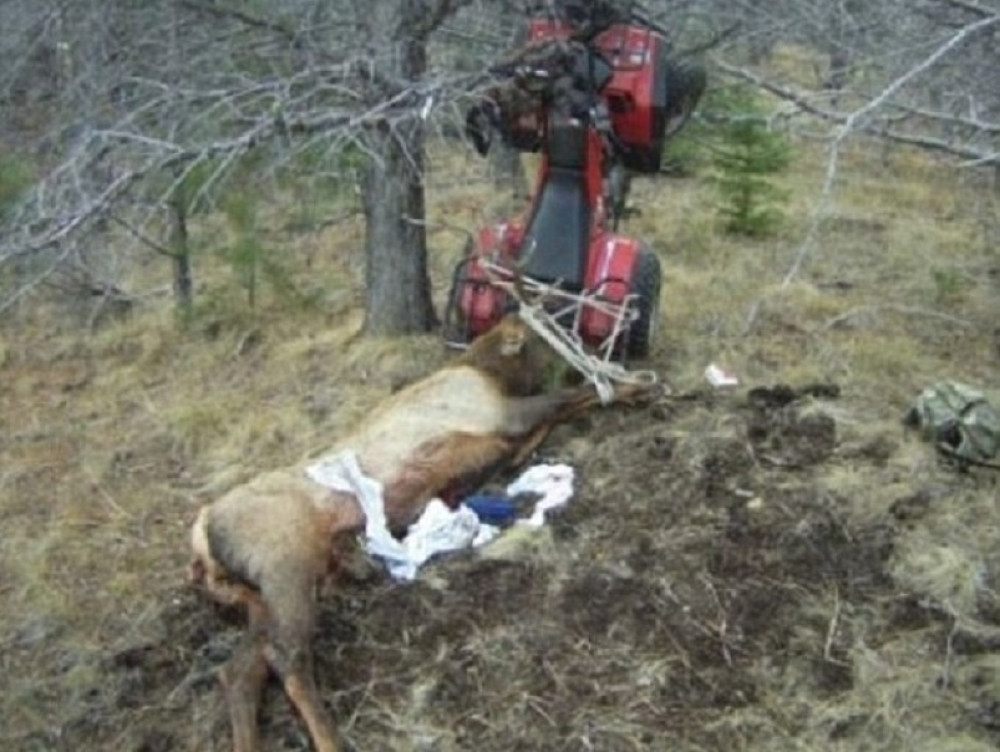Lovca umalo ubio mrtav los! (FOTO)