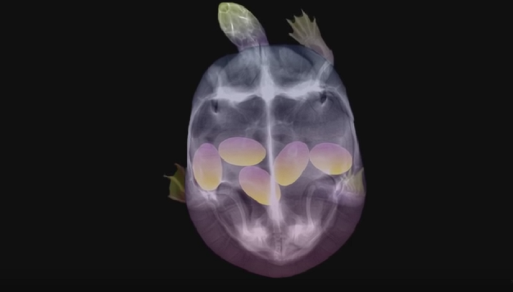 Ovako životinjice izgledaju u maminom stomaku! (VIDEO)