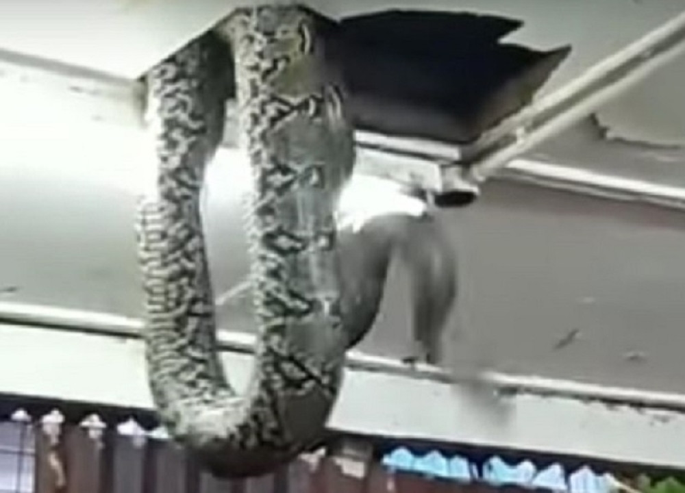Džinovska zmija propala u restoran kroz plafon (VIDEO)