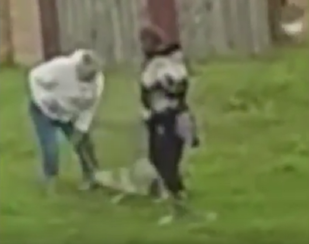 Manijak dresira psa motkom! (VIDEO)