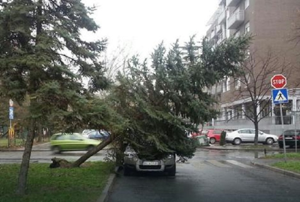 Palo drvo i oštetilo automobil (FOTO)
