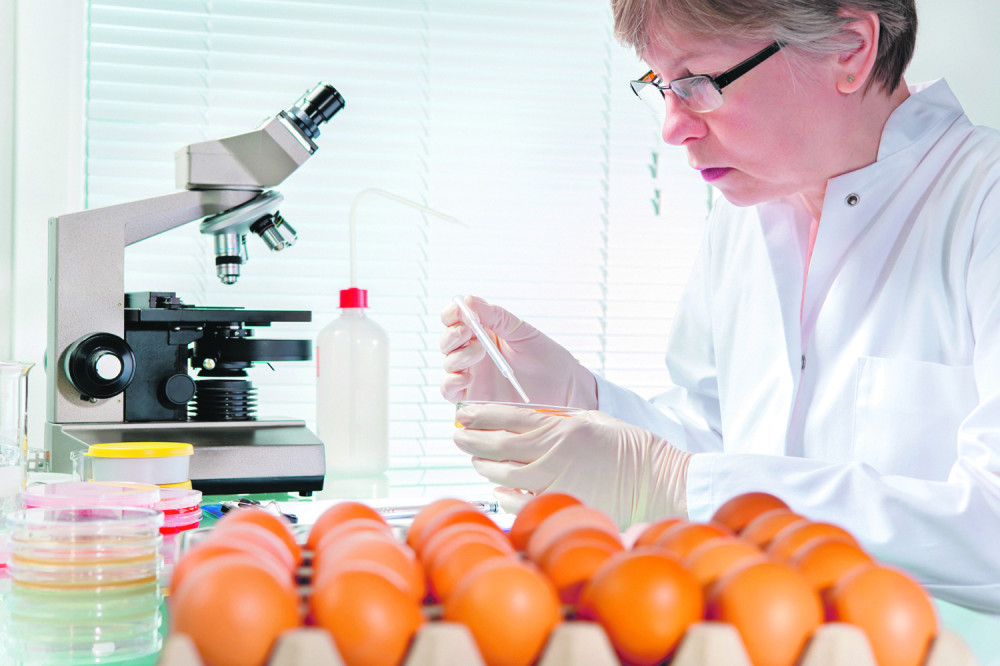 Čuvajte se salmonele!