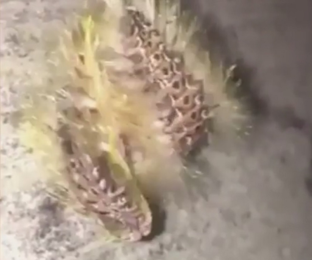 Misteriozno stvorenje preplašilo tinejdžere (VIDEO)