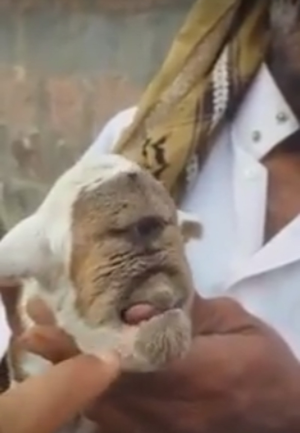 Jare rođeno sa jednim okom! (VIDEO)