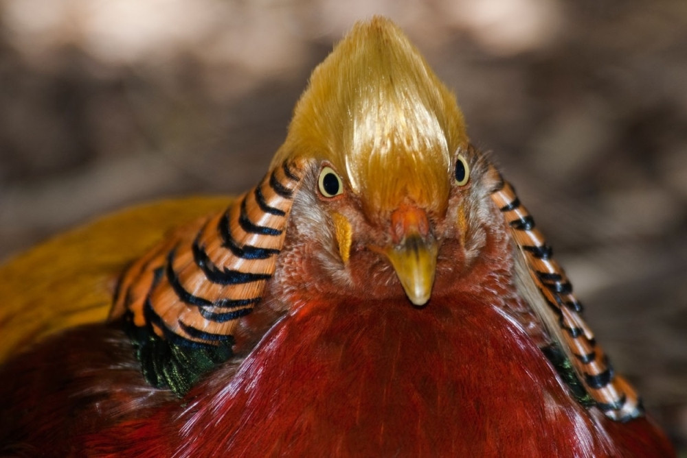 Zlatni fazan pljunuti Tramp (FOTO)