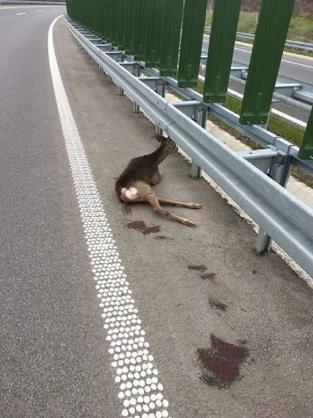 Povređeni srndać kraj puta, niko da stane