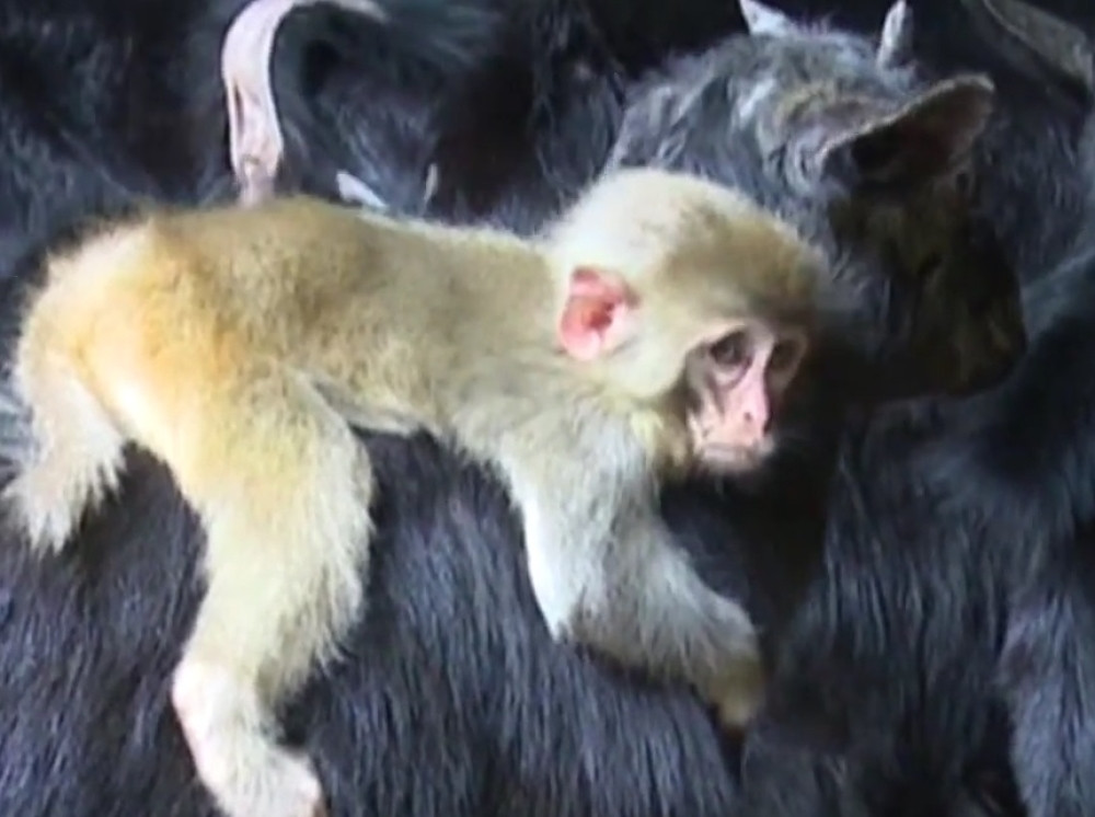 Majmunče ima novu mamu - kozu! (VIDEO)