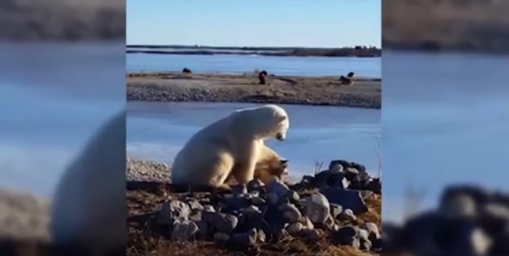 Beli medved mazi psa! (VIDEO)