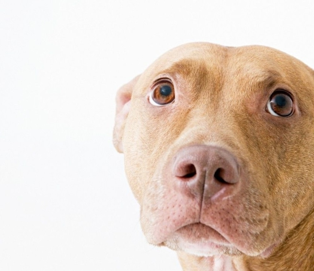 Pas jurio za gazdama koji su ga izbacili iz kola na prometan put!