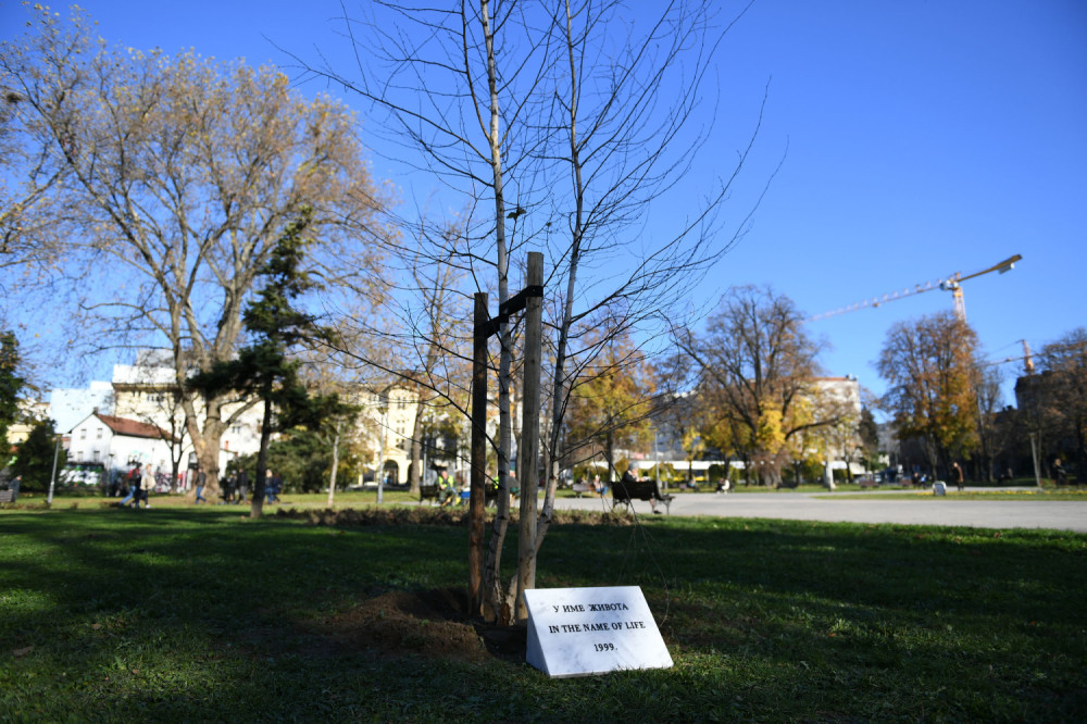 Drvo sa Generalštaba presađeno u park „Manjež“ (FOTO)