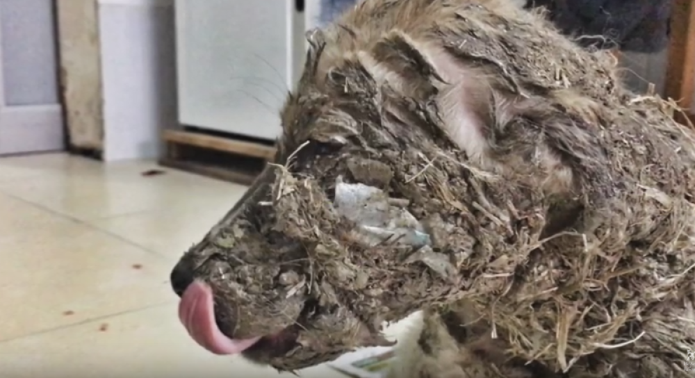 Deca brutalno zlostavljala štene! (VIDEO)