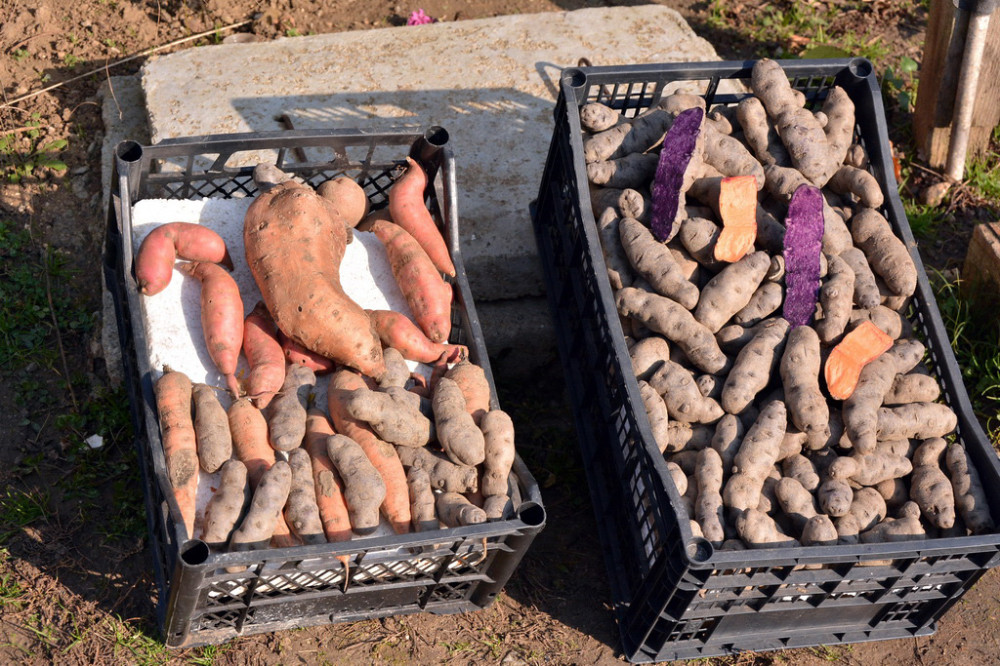 Dobili batine zbog svog krompira!