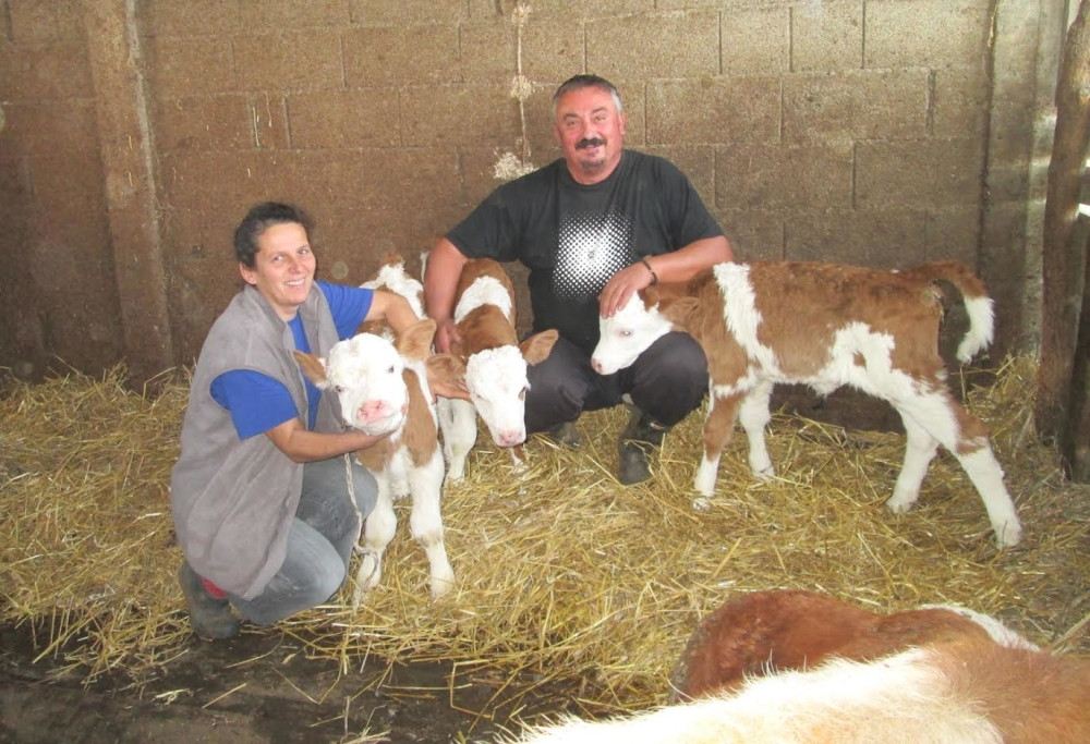 Krava u selu kod Loznice otelila tri teleta!