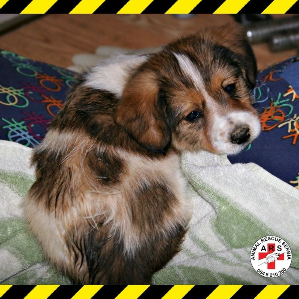 Izvukli štene iz rupe duboke 12 metara!