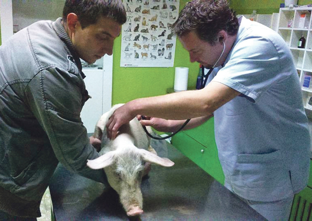 Policija i vatrogasci spasavali prase iz auta!