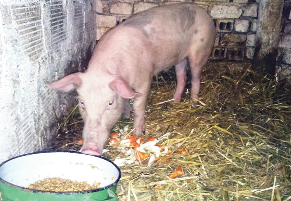 Nišlija prijavio je policiji ubistvo praseta