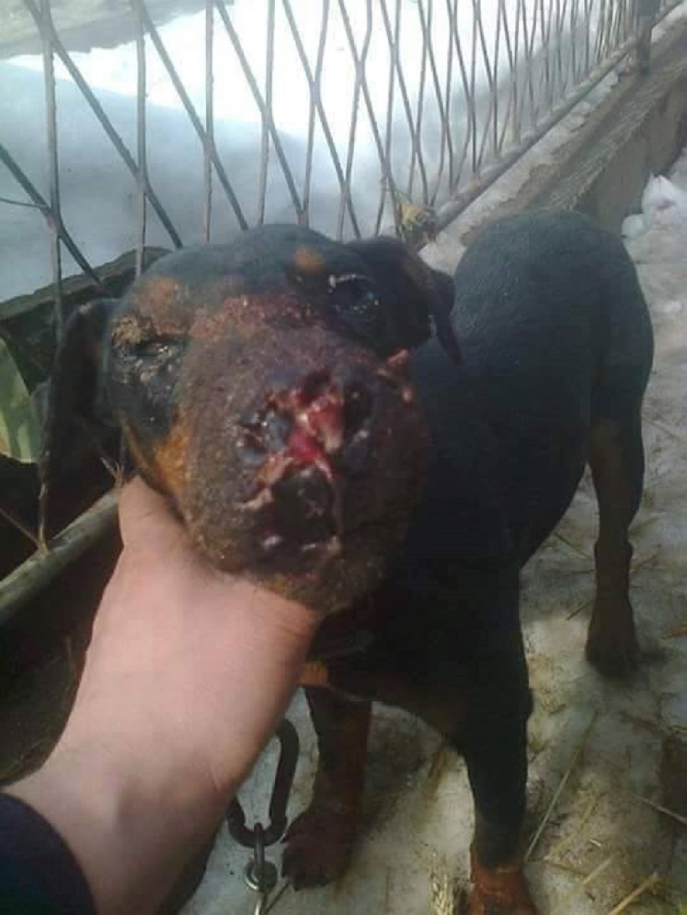 Psi lutalice terorišu selo u kojem je terijer POJEO RUKU STARICI, kidišu na ulici, deca NE SMEJU DA PROLAZE