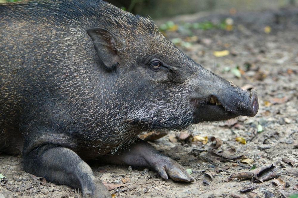 Ministarstvo dobilo vozila za prevoz divljih životinja!