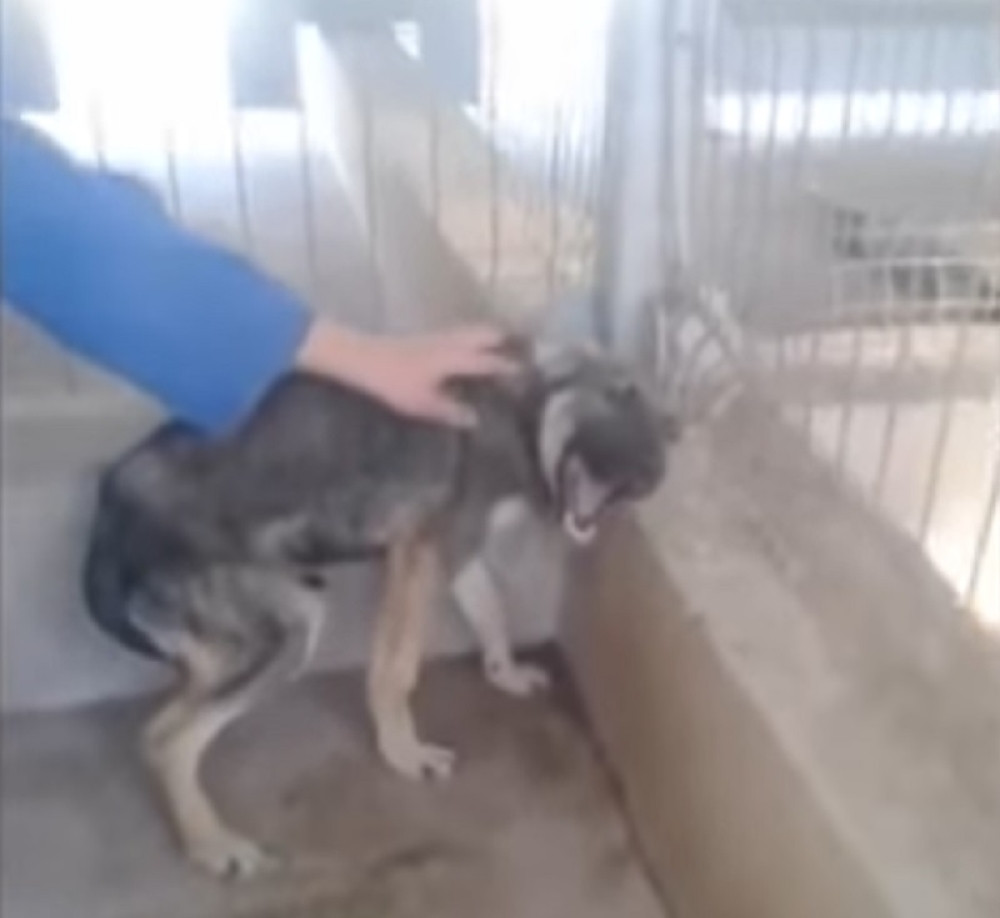 Strašni jauci zlostavljanog psa (VIDEO)