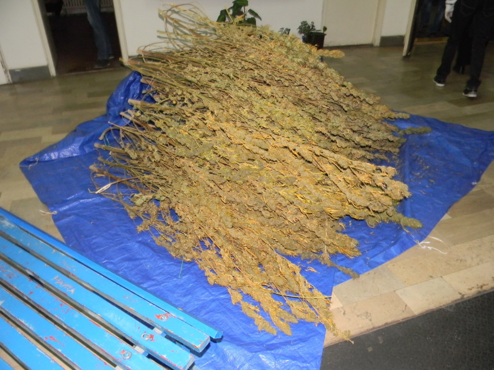 Našli mu 17 kilograma marihuane