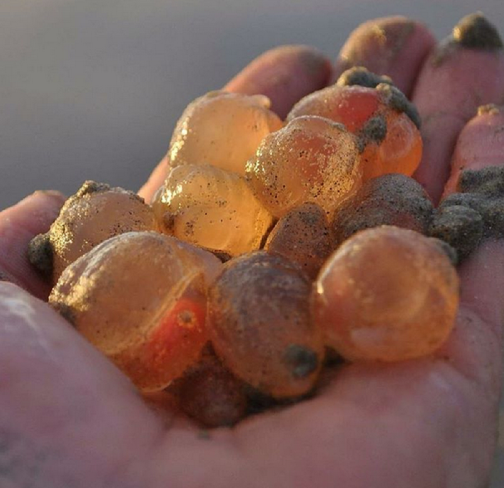 Iz okeana isplivala čudna stvorenja od želatina! (VIDEO)