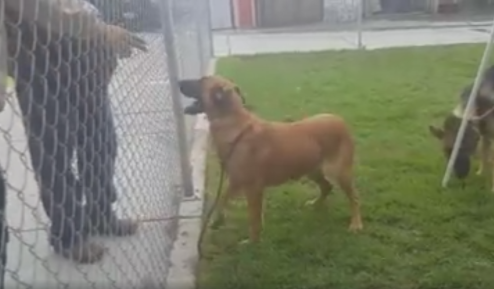 Zar je moguće da su ovo uradili svom psu? (VIDEO)