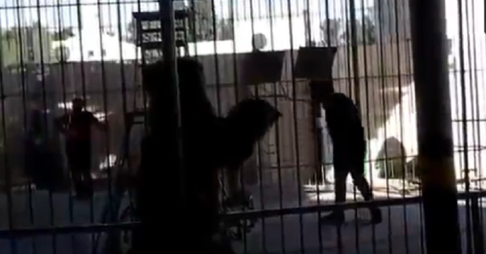 Lav zaklao ukrotitelja pred decom! (VIDEO)