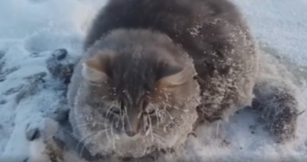 Čudesno spasli divnu macu iz leda! (VIDEO)