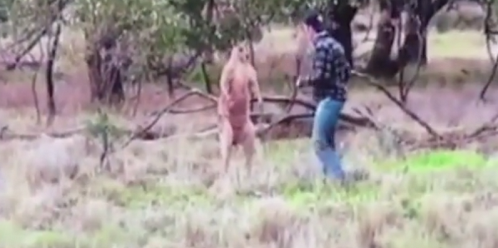 Vratio se Mujo iz Australije i pita ga Haso...